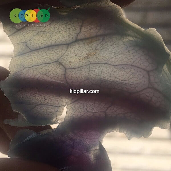 Plant science activities for kids