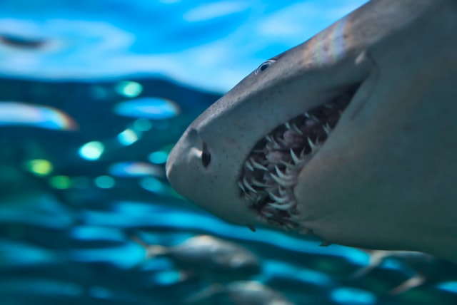 Shark facts for kids