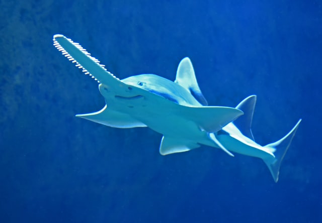 Sharks awareness Day for kids