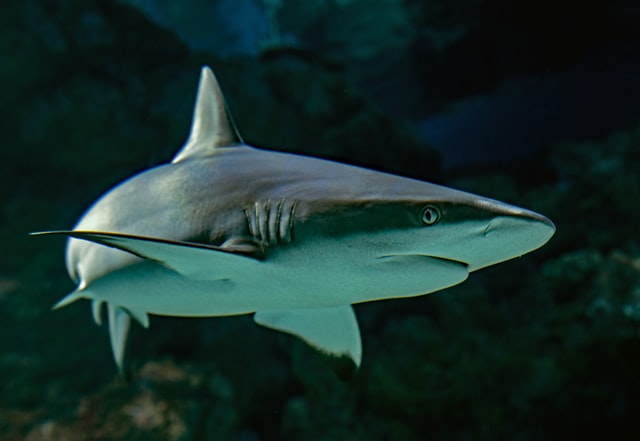 Shark Awareness Day for kids