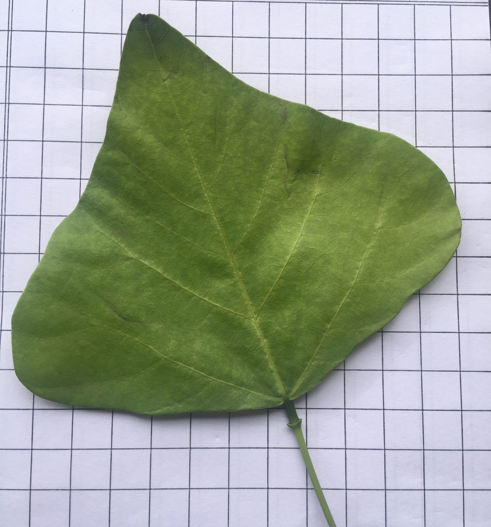 Plant Science Activities for Kids