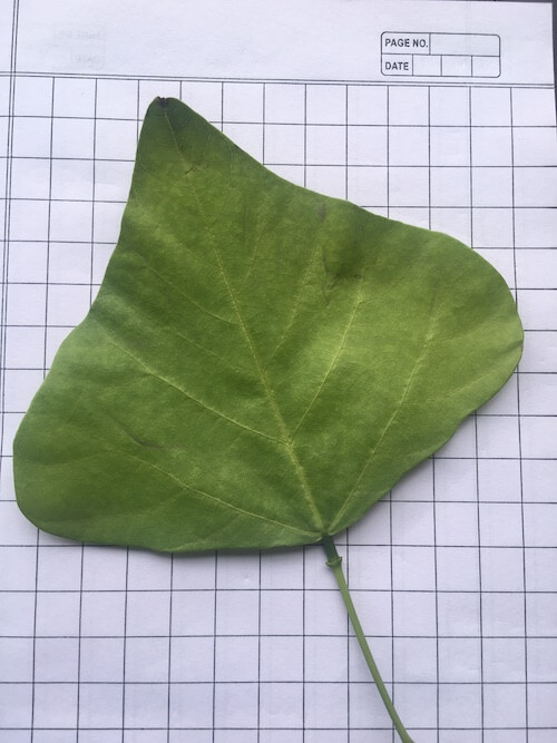 Plant science experiments for kids
