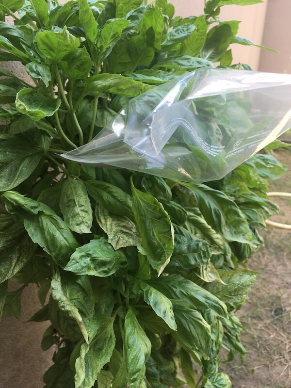 Plant Science experiments for kids