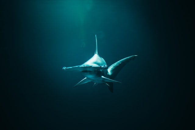Shark Day for kids