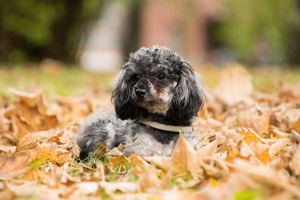 Poodle