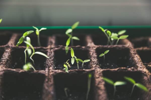 Gardening for kids