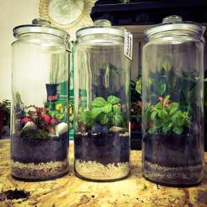 Desert Terrarium STEM Activity