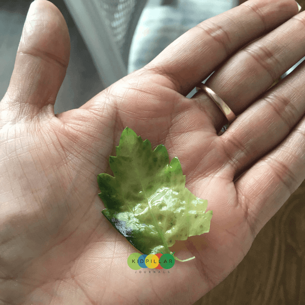 Plant science activities for kids